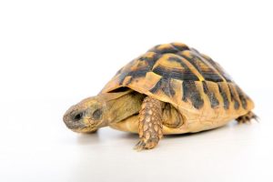 Greek Tortoise For Sale | In Stock Now - Exotic Pet Reptiles For Sale