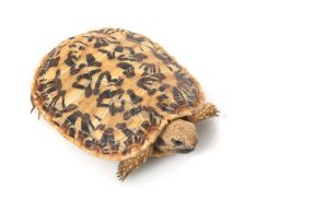 Pancake Tortoise For Sale | In Stock Now - Exotic Pet Reptiles For Sale