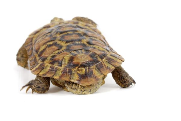 Pancake Tortoise For Sale | In Stock Now - Exotic Pet Reptiles For Sale