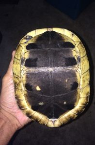 Indonesian Box Turtle For Sale | In Stock Now - Exotic Pet Reptiles For Sale