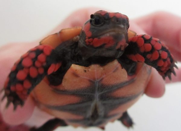 Cherry Head Red Foot Tortoise For Sale | In Stock Now - Exotic Pet Reptiles For Sale