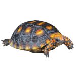 Cherry Head Red Foot Tortoise For Sale | In Stock Now - Exotic Pet Reptiles For Sale