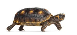 Red Foot Tortoise For Sale | In Stock Now - Exotic Pet Reptiles For Sale