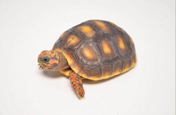 Red Foot Tortoise For Sale | In Stock Now - Exotic Pet Reptiles For Sale