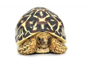 Sri Lankan Star Tortoise For Sale | In Stock Now - Exotic Pet Reptiles For Sale