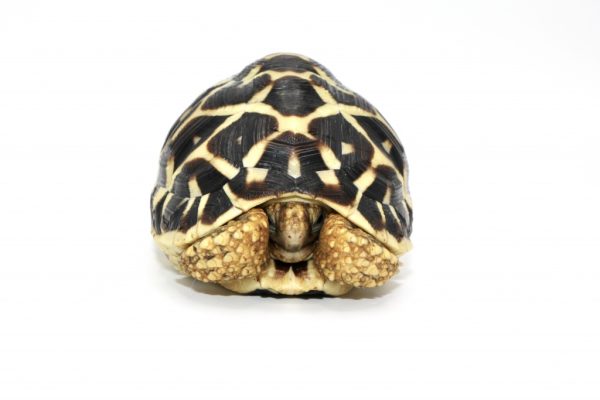 Sri Lankan Star Tortoise For Sale | In Stock Now - Exotic Pet Reptiles For Sale