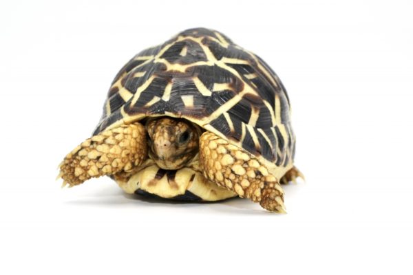 Sri Lankan Star Tortoise For Sale | In Stock Now - Exotic Pet Reptiles For Sale