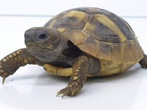 Hermans Tortoise For Sale | In Stock Now - Exotic Pet Reptiles For Sale