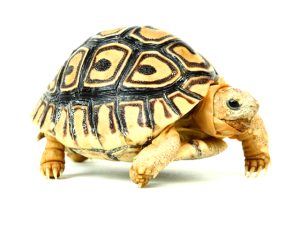 Leopard Tortoise For Sale | In Stock Now - Exotic Pet Reptiles For Sale