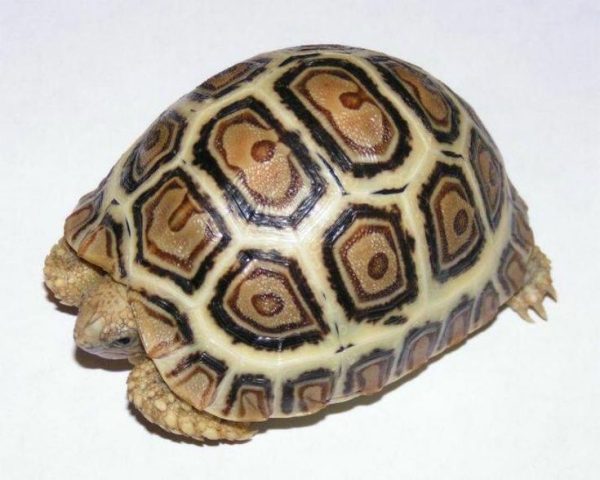 Leopard Tortoise For Sale | In Stock Now - Exotic Pet Reptiles For Sale