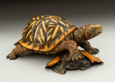 Ornate Box Turtle For Sale | In Stock Now - Exotic Pet Reptiles For Sale