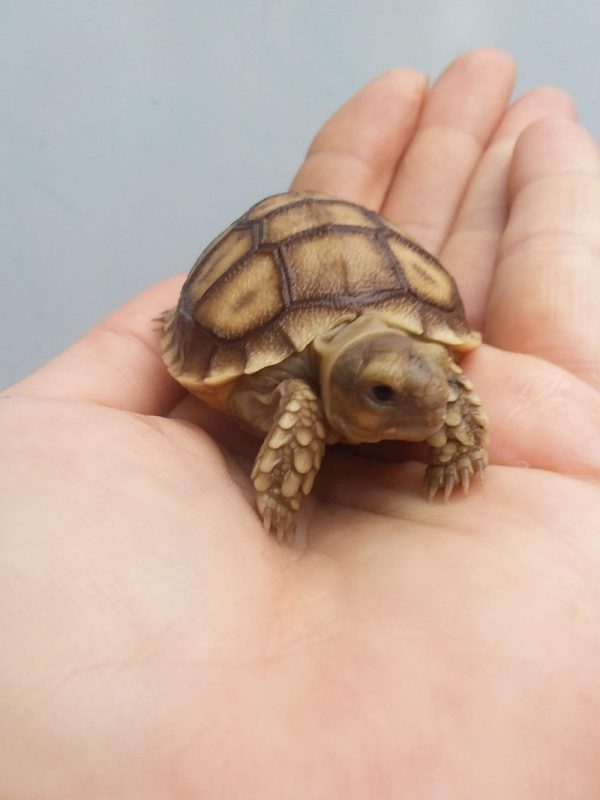 Sulcata Tortoise For Sale | In Stock Now - Exotic Pet Reptiles For Sale