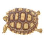 Sulcata Tortoise For Sale | In Stock Now - Exotic Pet Reptiles For Sale