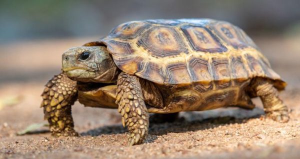 Forest Hingeback Tortoise For Sale | In Stock Now - Exotic Pet Reptiles For Sale