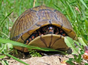 Three Toed Box Turtle For Sale | In Stock Now - Exotic Pet Reptiles For Sale