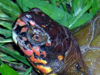 Three Toed Box Turtle For Sale | In Stock Now - Exotic Pet Reptiles For Sale