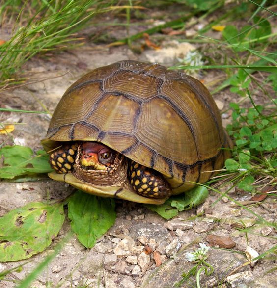 Three Toed Box Turtle For Sale | In Stock Now - Exotic Pet Reptiles For Sale