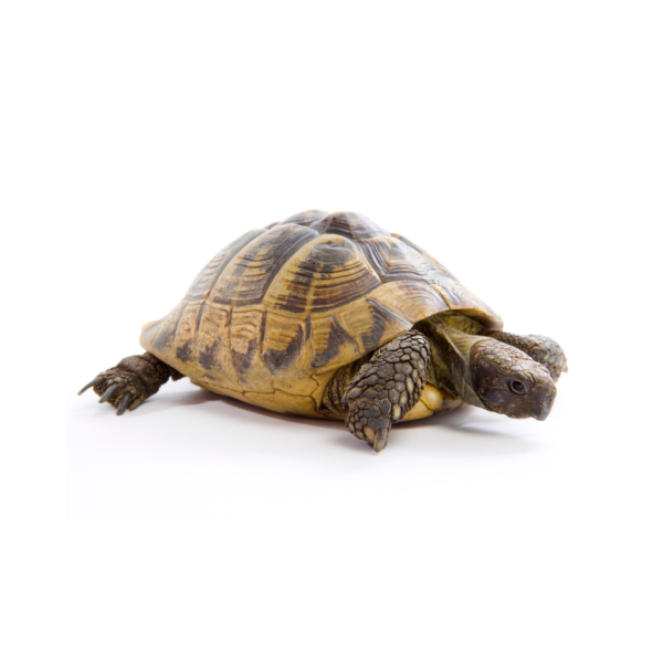 Hermans Tortoise For Sale | In Stock Now - Exotic Pet Reptiles For Sale