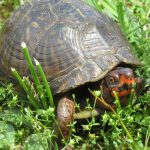 Three Toed Box Turtle For Sale | In Stock Now - Exotic Pet Reptiles For Sale
