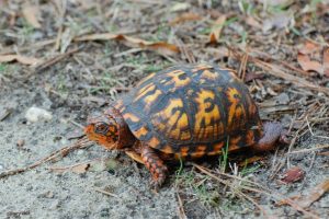 Eastern Box Turtle For Sale | In Stock Now - Exotic Pet Reptiles For Sale