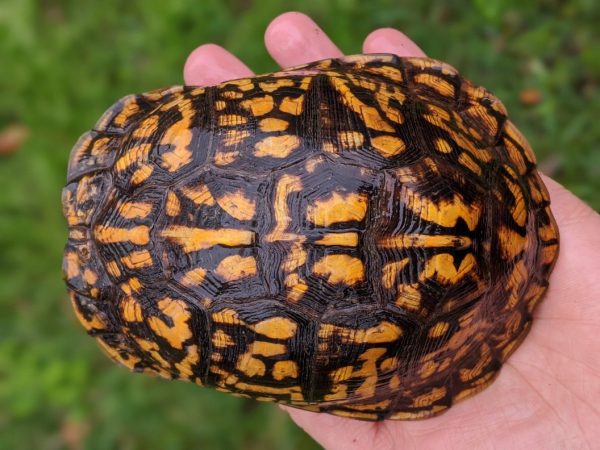 Eastern Box Turtle For Sale | In Stock Now - Exotic Pet Reptiles For Sale