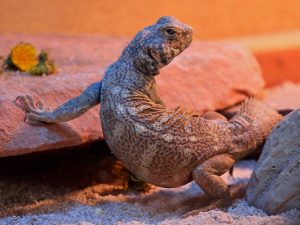 Rainbow Uromastyx For Sale