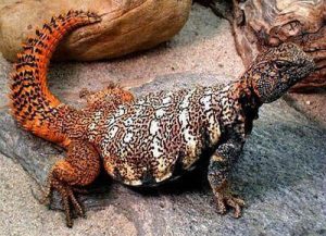 Rainbow Uromastyx For Sale