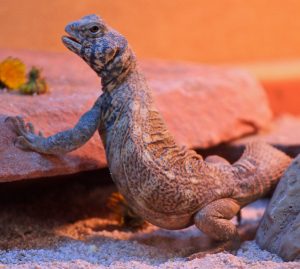 Rainbow Uromastyx For Sale