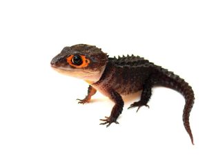 Red Eyed Crocodile Skink For Sale