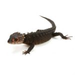 Red Eyed Crocodile Skink For Sale