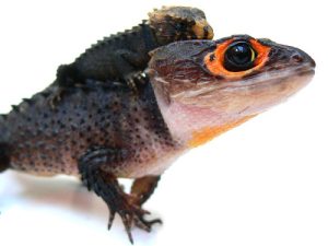 Red Eyed Crocodile Skink For Sale