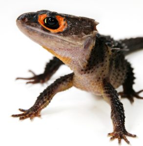 Red Eyed Crocodile Skink For Sale