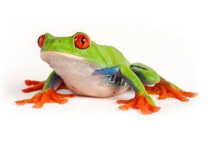 Red Eyed Tree Frog For Sale