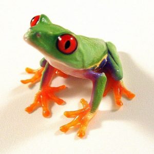 Red Eyed Tree Frog For Sale
