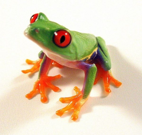 Red Eyed Tree Frog For Sale