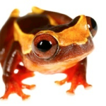 Red Eyed Tree Frog For Sale