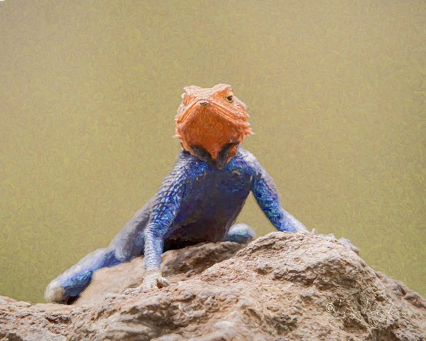 Red Headed Agama For Sale