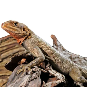 Red Headed Agama For Sale