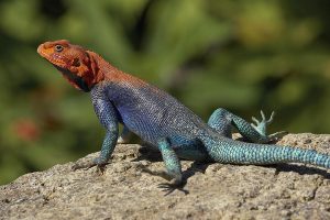 Red Headed Agama For Sale