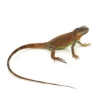 Red Iguana For Sale