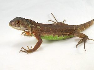 Red Iguana For Sale