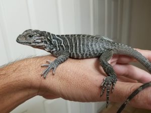 Rhinoceros Iguana For Sale