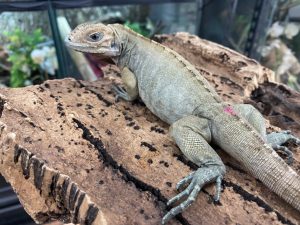 Rhinoceros Iguana For Sale