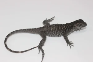 Rhinoceros Iguana For Sale