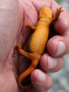 Rough Skinned-Newt For Sale