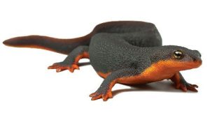Rough Skinned-Newt For Sale