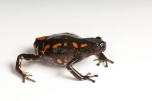 Rubber Banded Frog For Sale