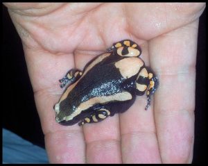 Rubber Banded Frog For Sale