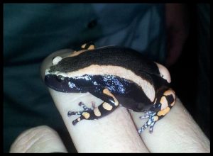 Rubber Banded Frog For Sale