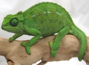 Rudis Chameleon - Image 3